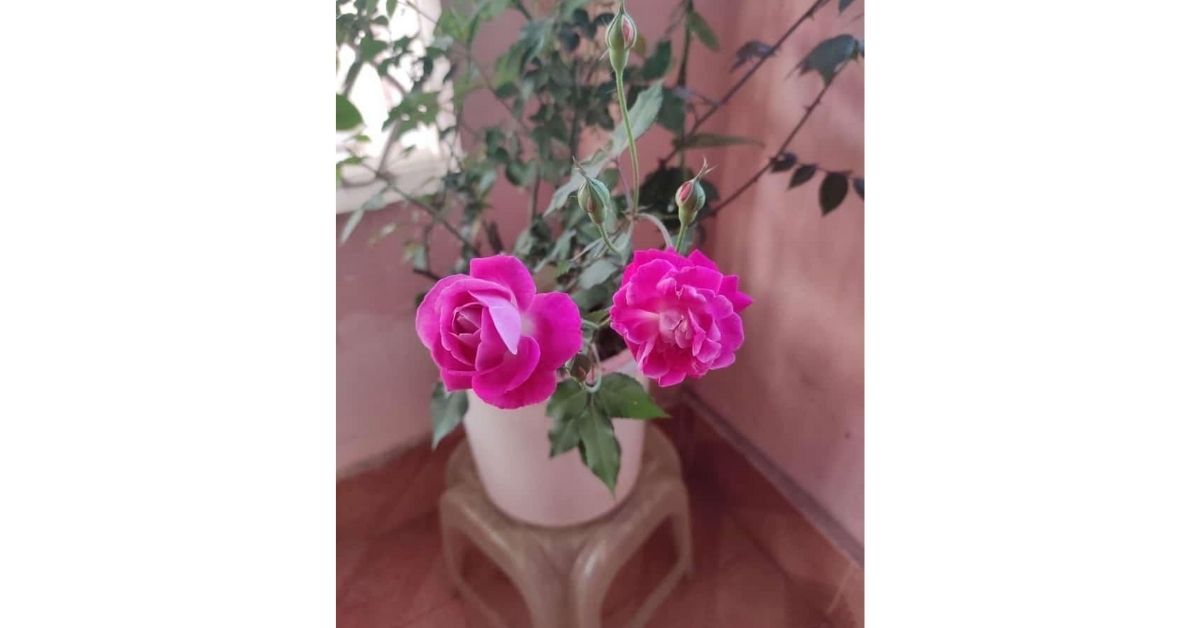 How To Grow Rose plant