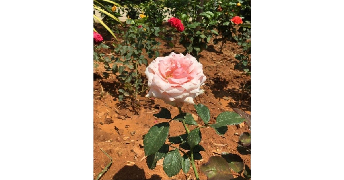 How To Grow Rose plant