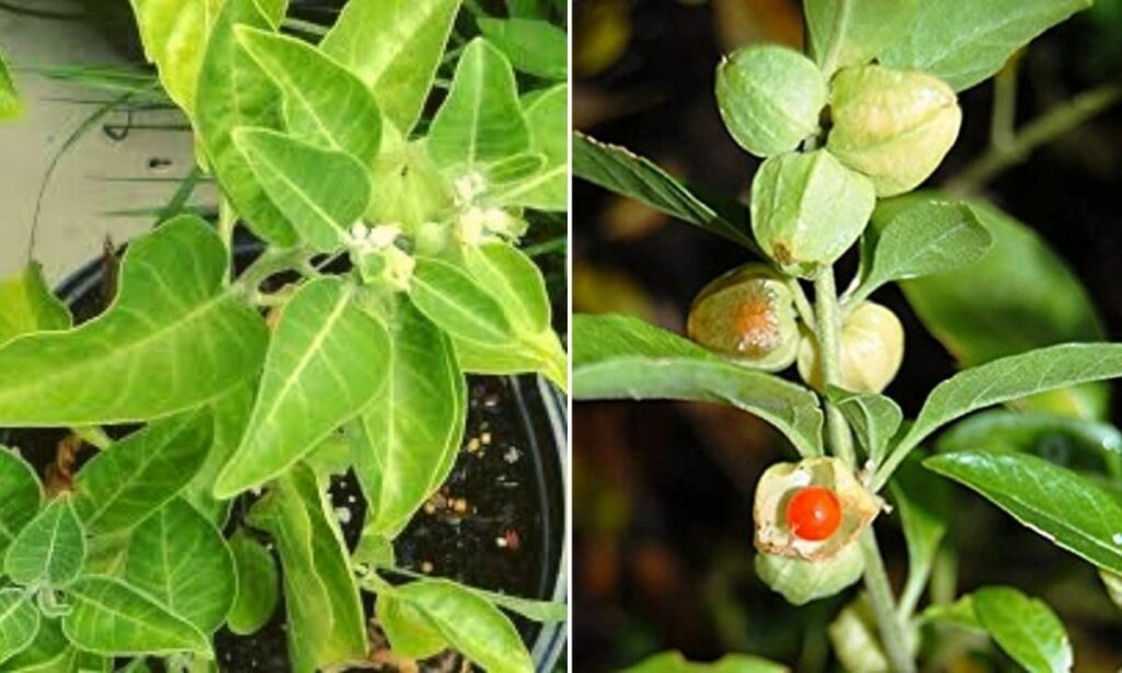 How to Grow Medicinal Plants