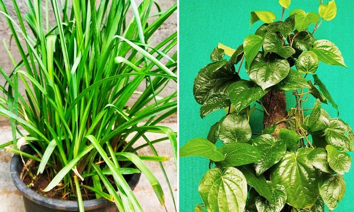 How To Grow Medicinal Plants