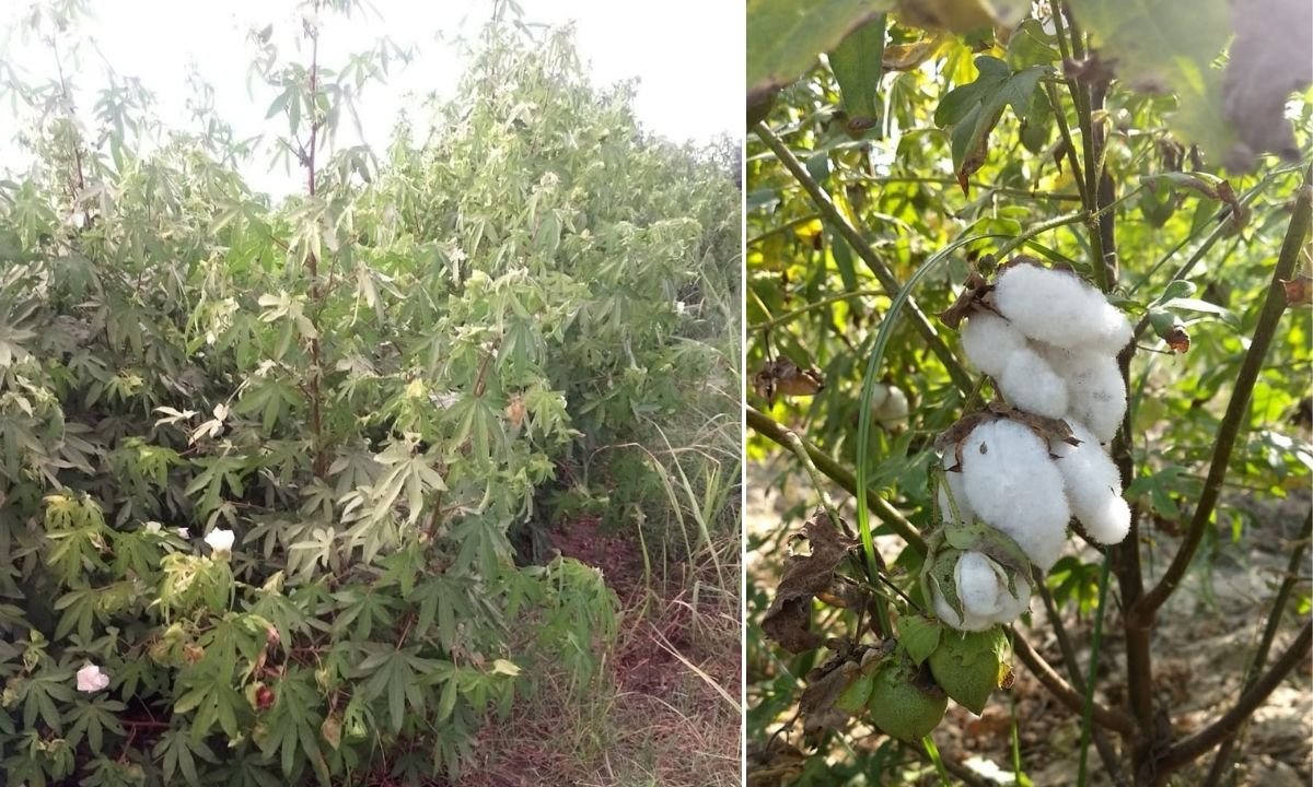 Organic Cotton Farming