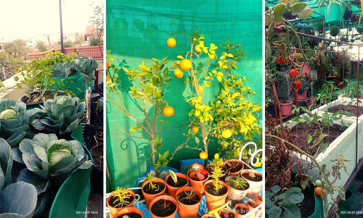 Punjab Man Growing Plants
