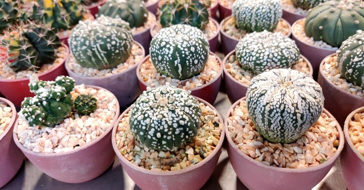 Succulents: grow easily, yet they need some care, know tips here 3 How To Care For Succulents