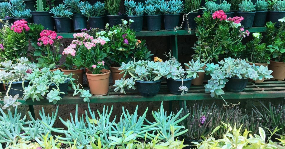 Succulents: grow easily, yet they need some care, know tips here 2 How To Care For Succulents
