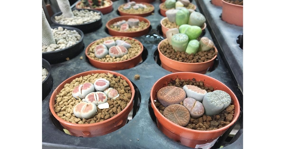 Succulents: grow easily, yet they need some care, know tips here 4 How To Care For Succulents