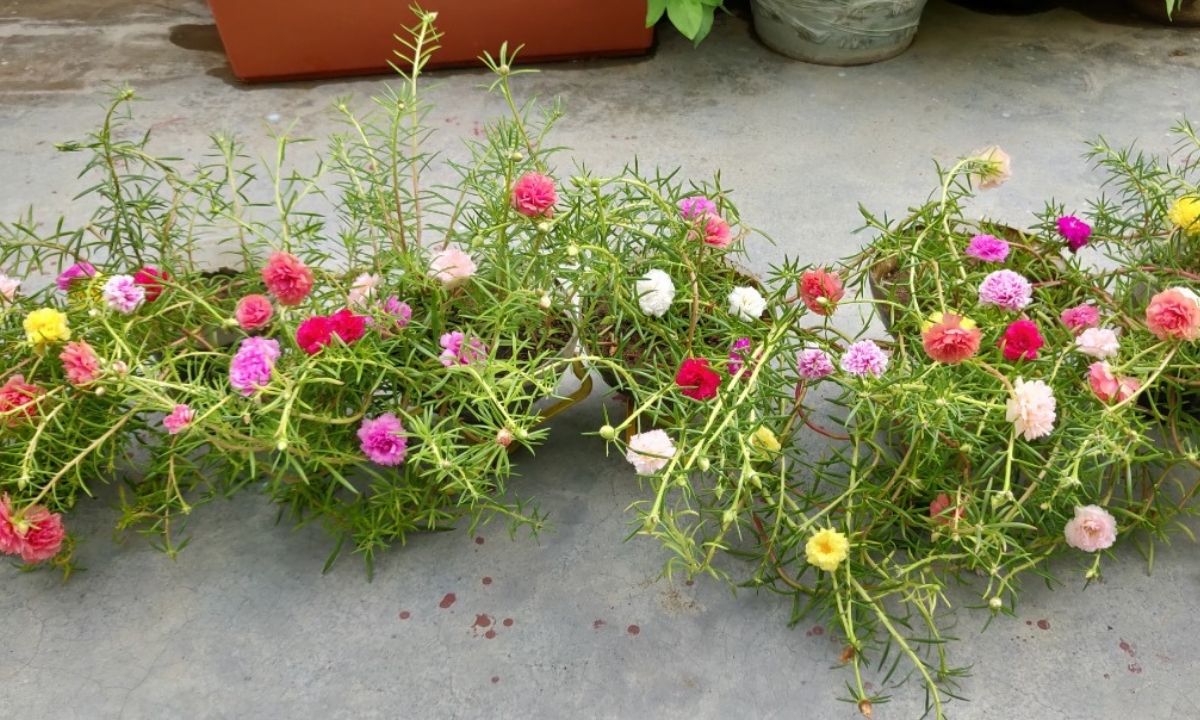 Summer Flowering Plants