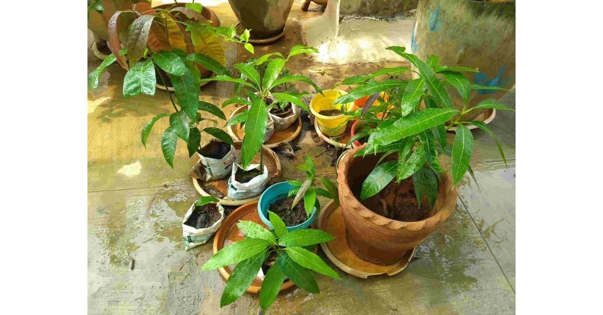 How to Grow Mango Tree at Home