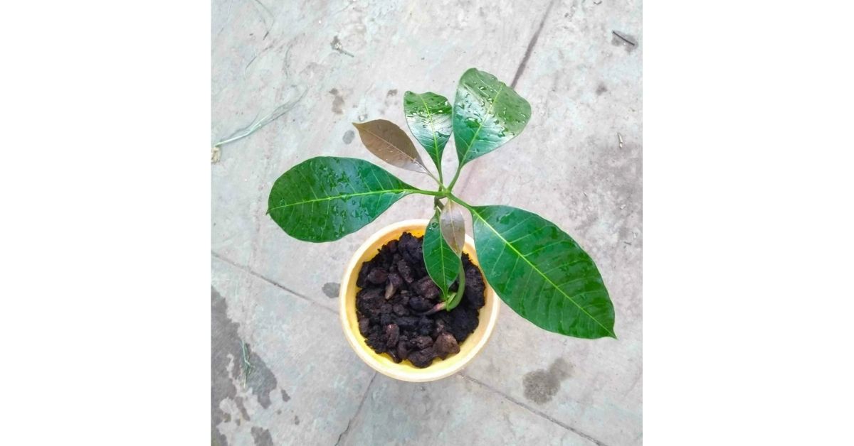 How To Grow Mango Tree At Home