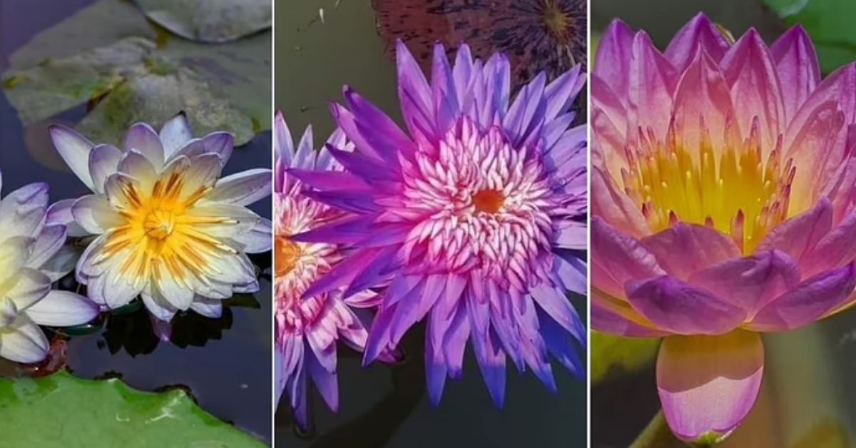 How To Grow Water Lily At Home