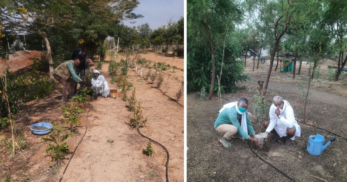Rajasthan Farmer Planting Trees