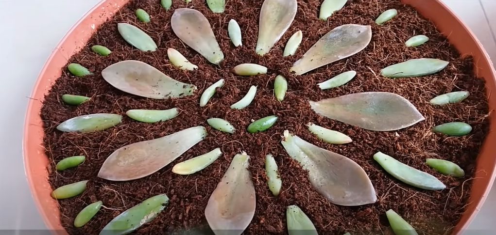 how to grow succulents from leaves