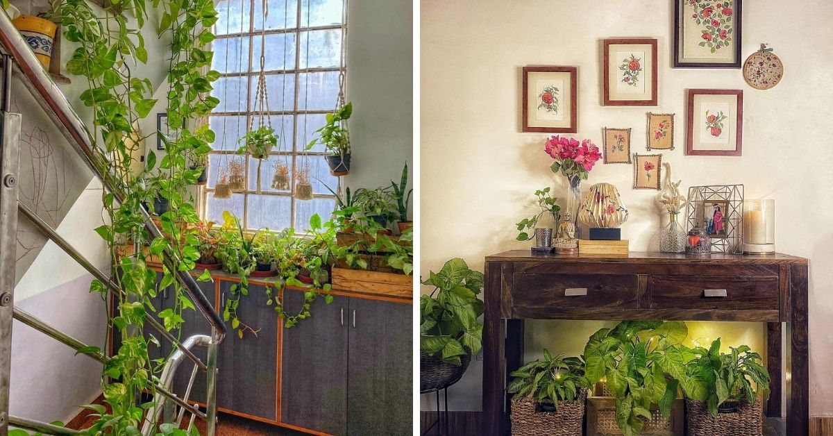 Money plant in house decor