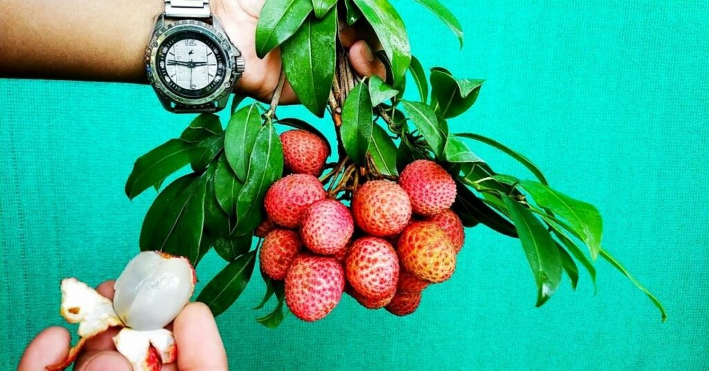How to Grow Litchi