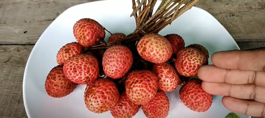 How to Grow Litchi