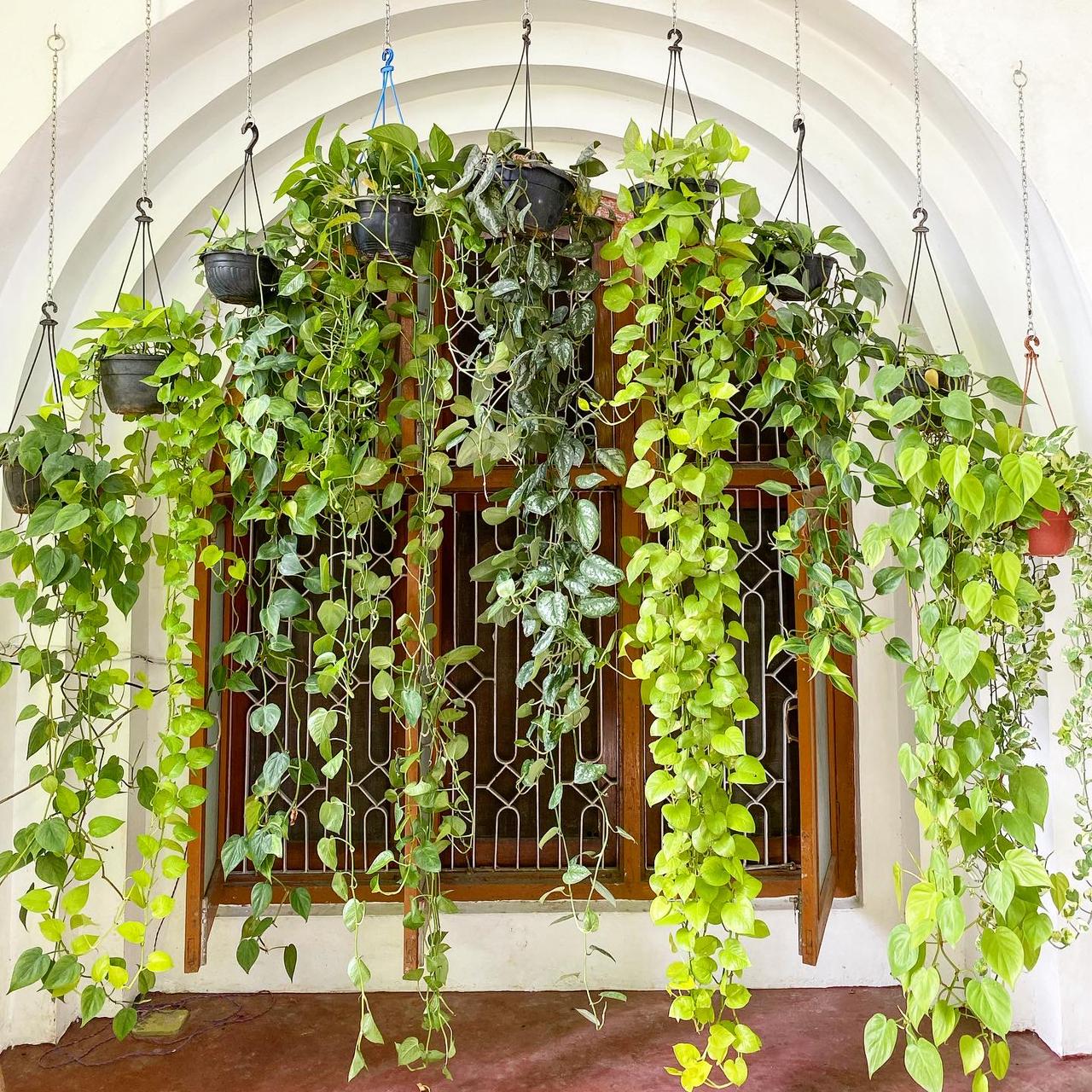 Money Plant In House Decor Ideas By Lucknow Blogger Ankita Rai