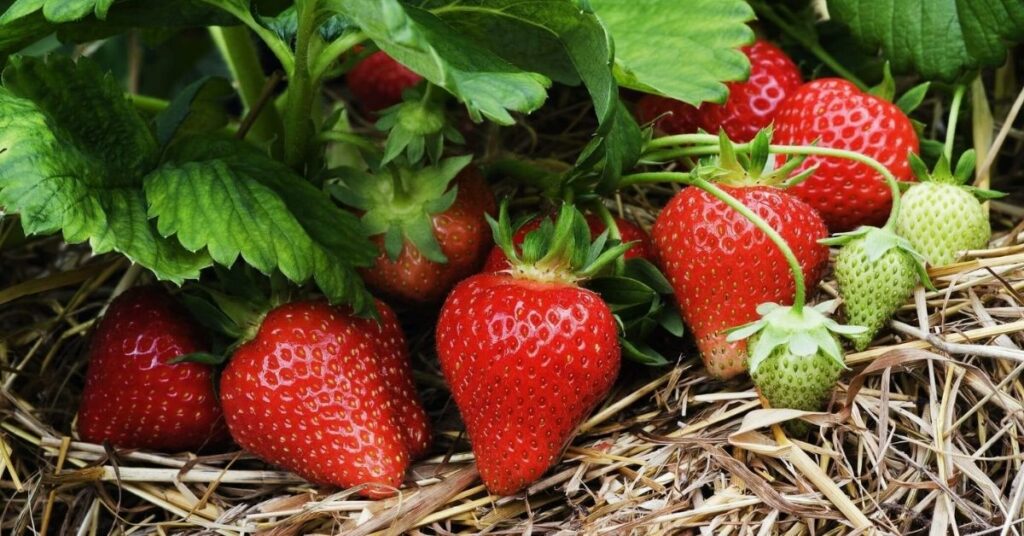 how to grow strawberry (1)