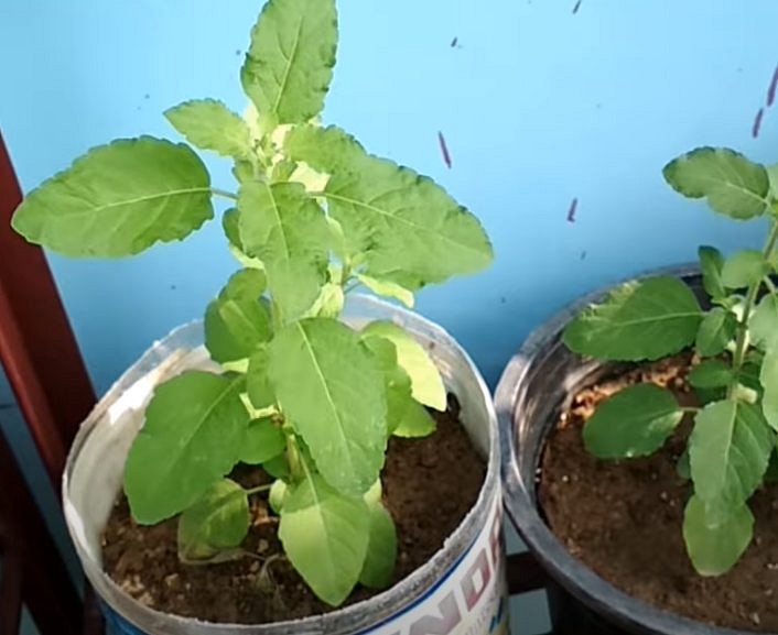 How to grow basil
