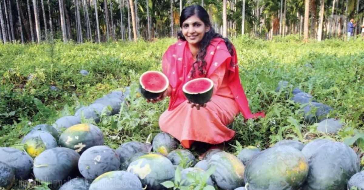 watermelon cultivation