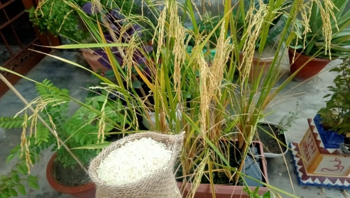 Grow Rice at Home