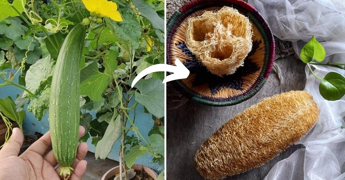 Natural Loofah made from dried ridge gourd