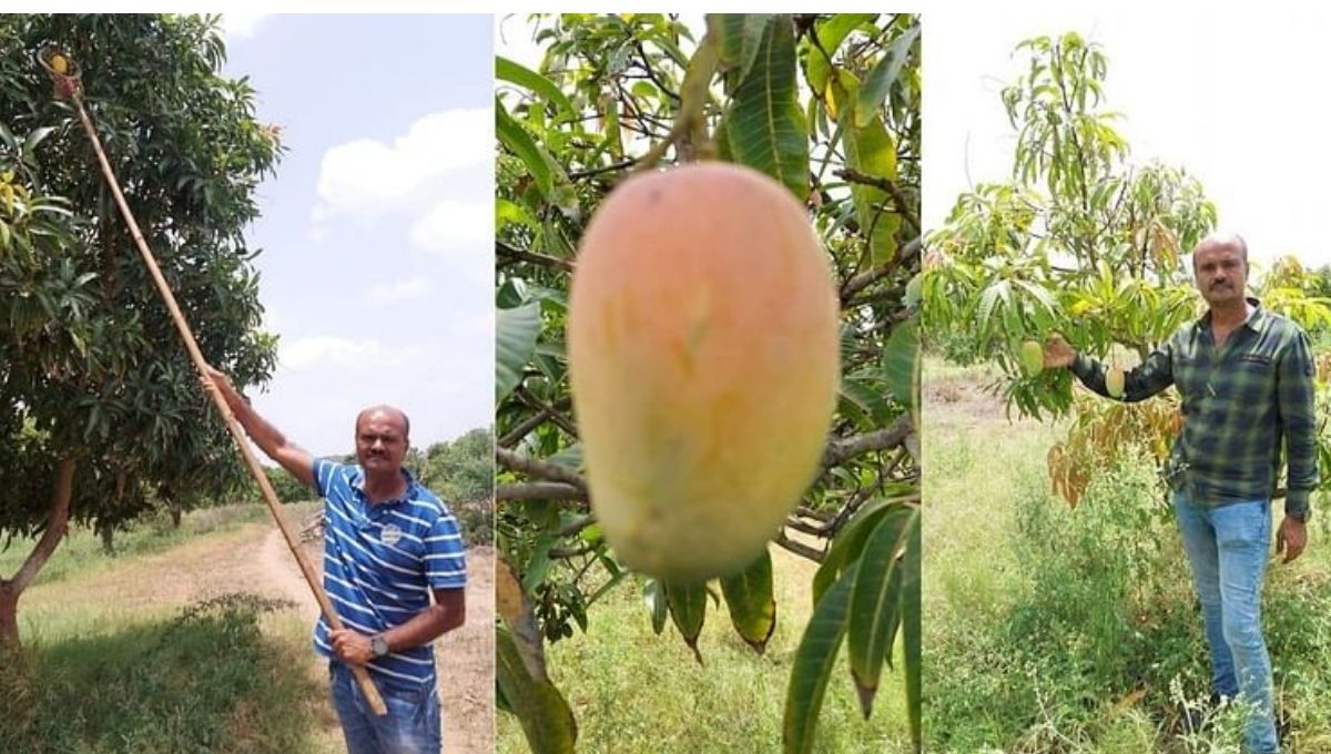 Harisingh Jadeja growing mango & doing mango pulp business 