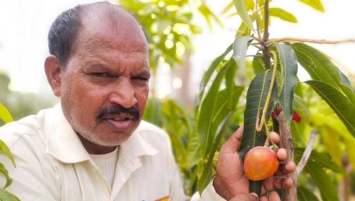 Shri Kishan Suman growing Miyazaki Mango. This variety is known as the world’s most expensive mango, 