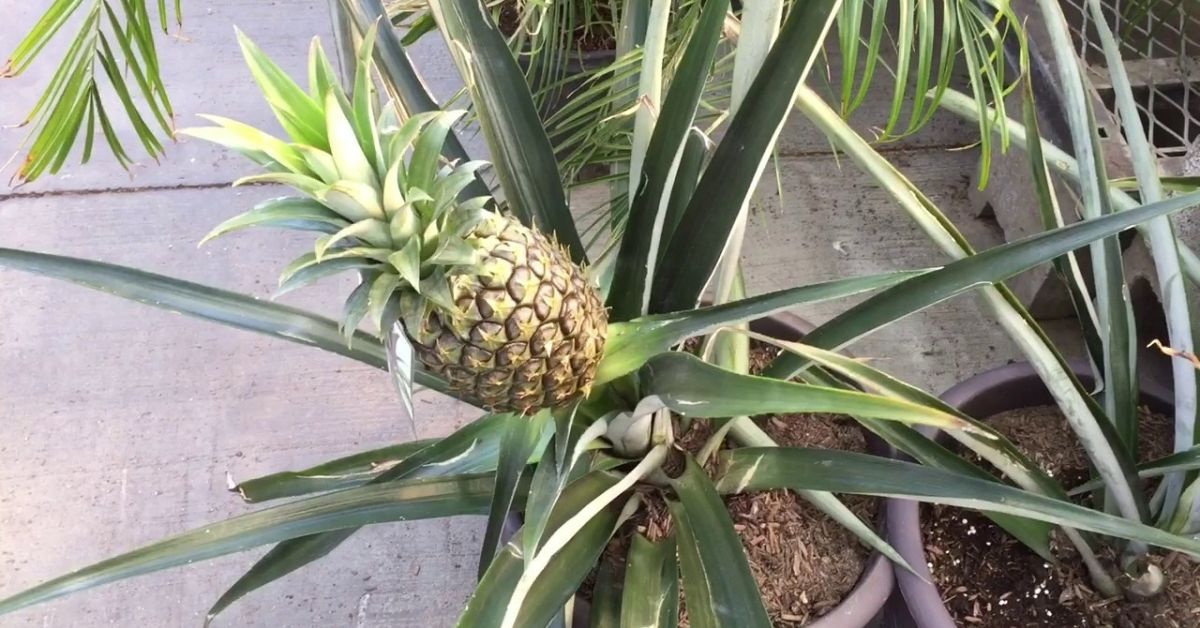 growing pineapple in a pot wasy method