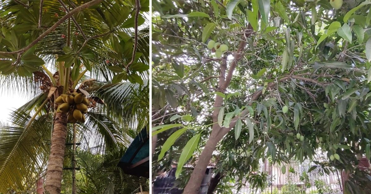 Coconut Tree in House and Mango Tree