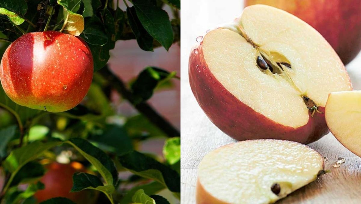 how to grow apple seeds