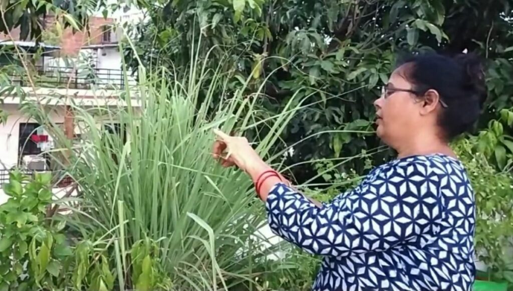 how to grow lemongrass from seed