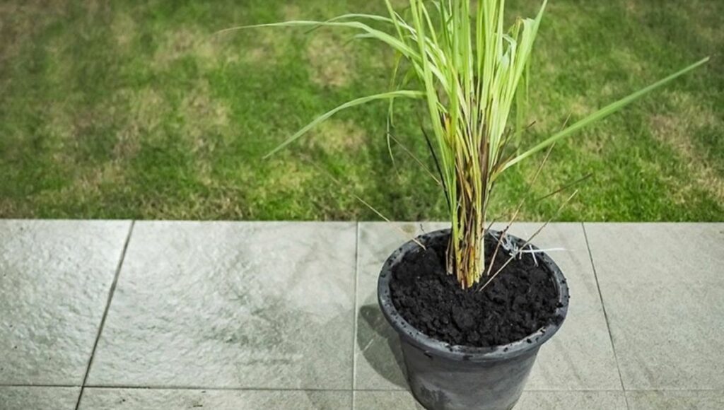 how to grow lemongrass indoor