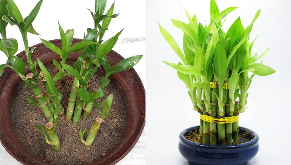 Lucky Bamboo 1 