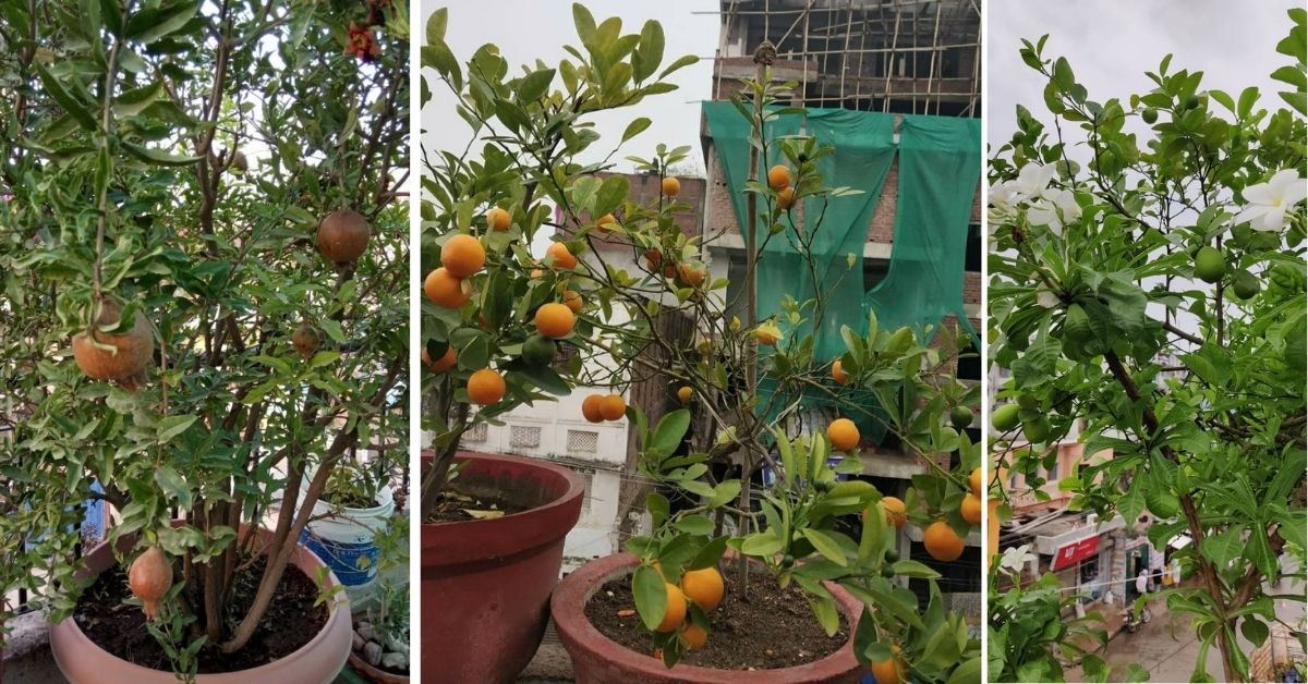 Growing Fruits on Terrace
