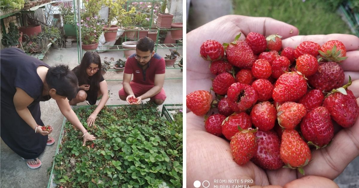 growing strawberries on rooptop vegetable garden