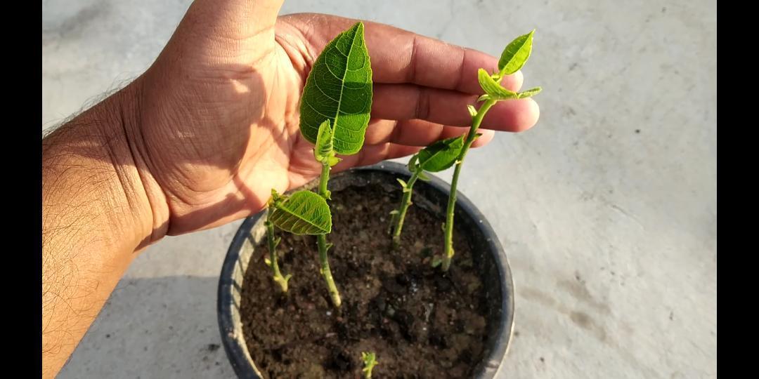 Kathal Plant