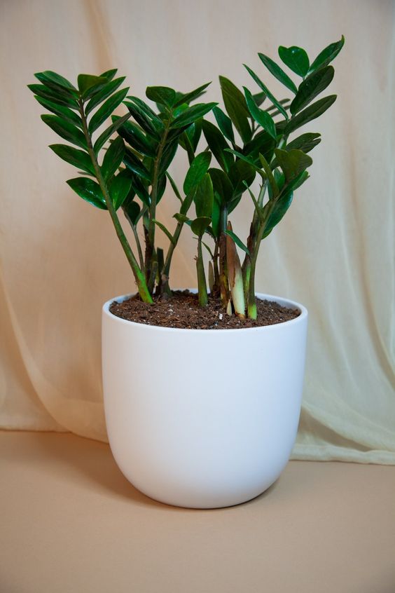 ZZ Plant is one of the best low light plants that can be kept indoors