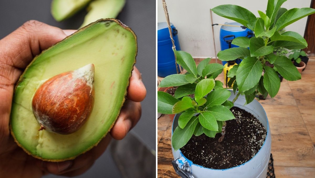 Grow Avocado in Container from Seed