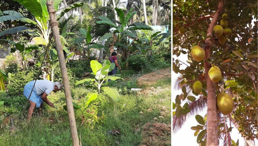 Banana and jackfruit trees