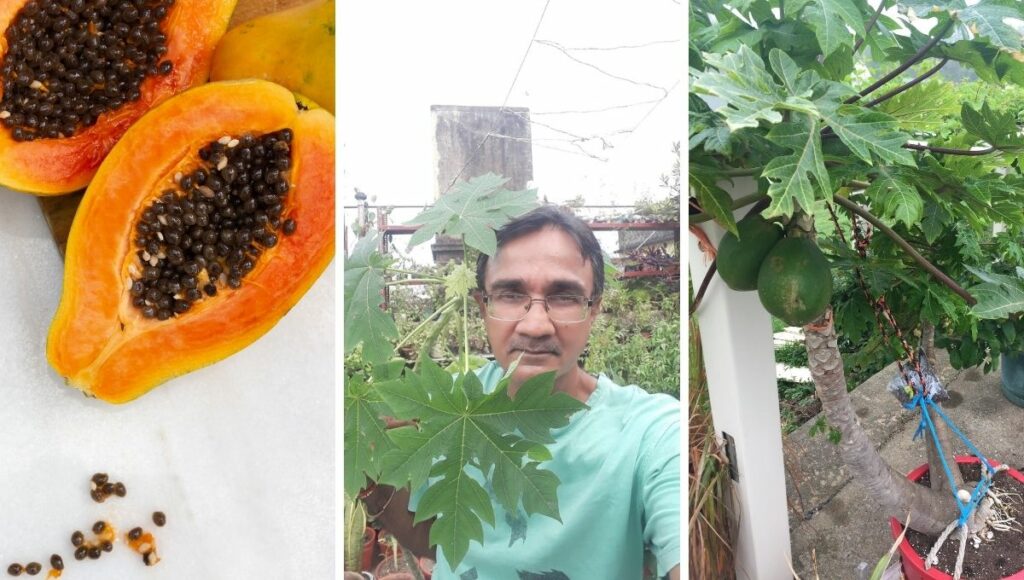 Grow Papaya at home