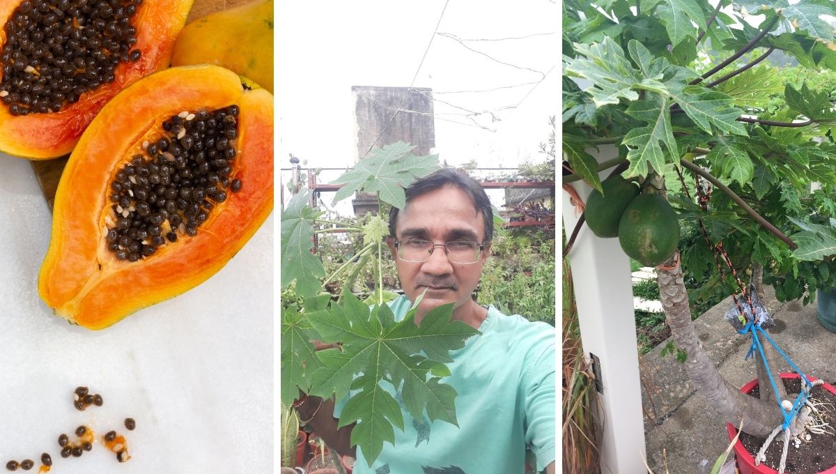 Grow Papaya at home