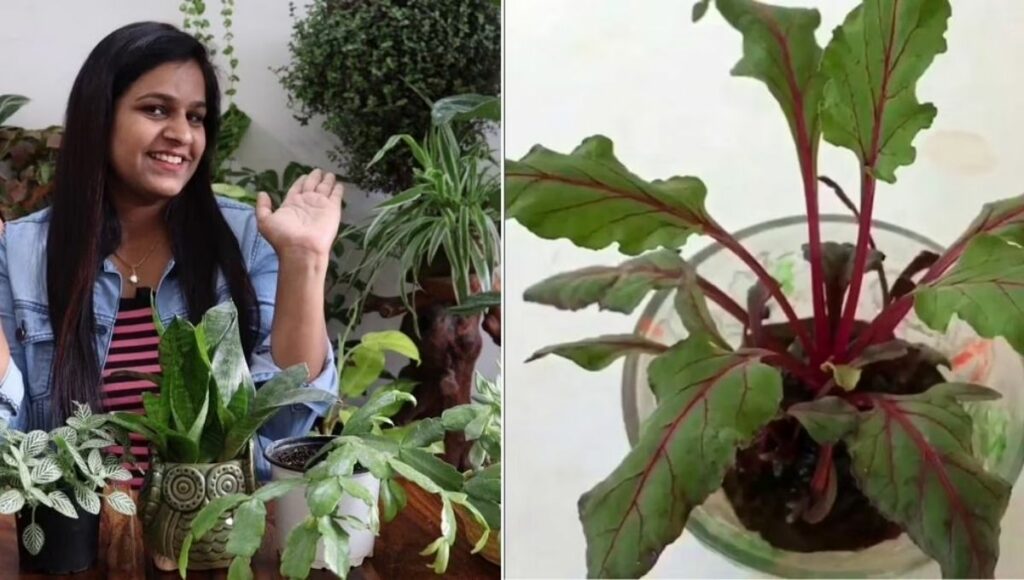 Grow Beetroot At Home, Learn Planting It In Pots With Video Guide