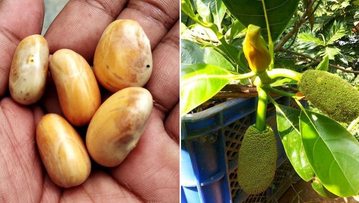 How to grow jackfruit plant from seeds