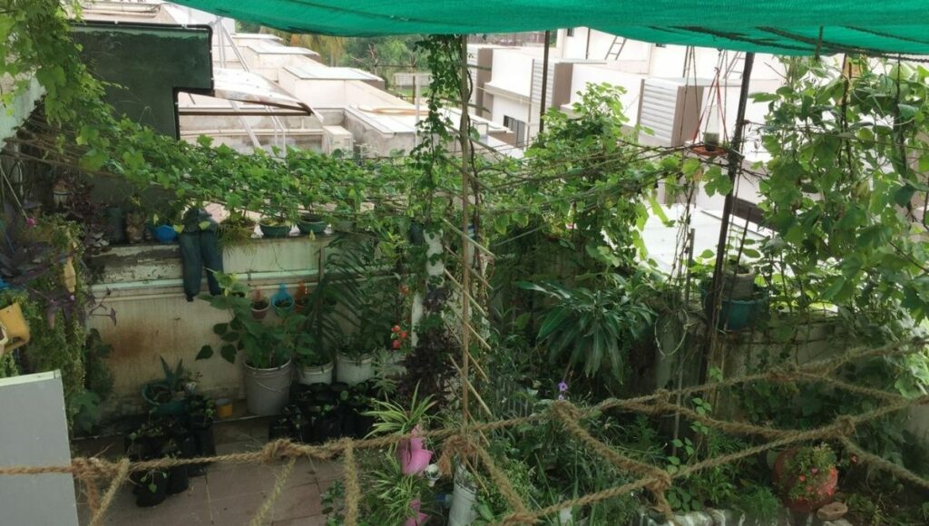Home garden in Surat
