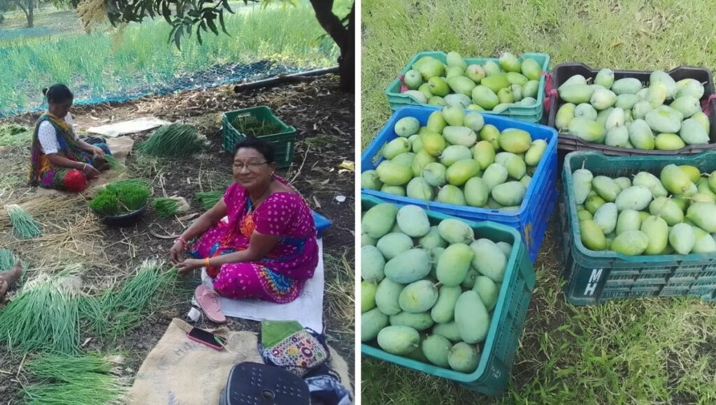 Mango farming by woman farmer Lakshmi Patel 