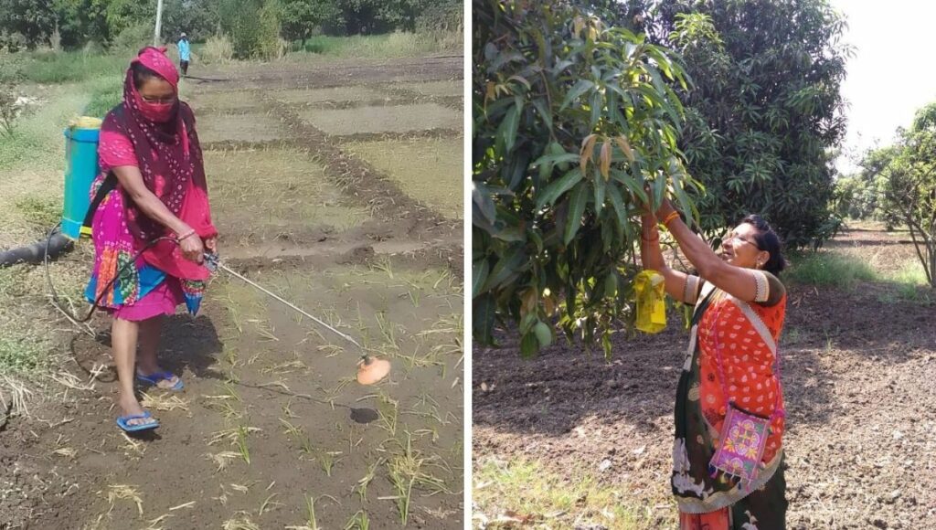 Successful Senior Citizen Woman farmer Lakshmi Patel in her mango orchard