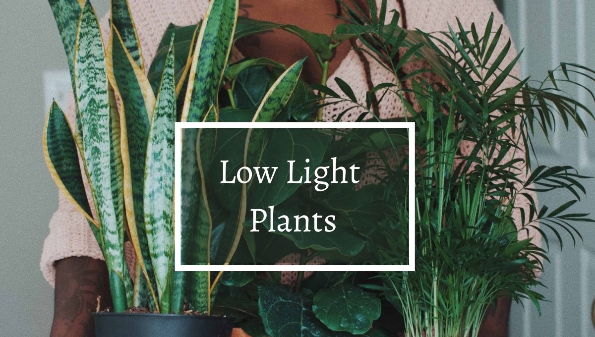 Low Light Plants