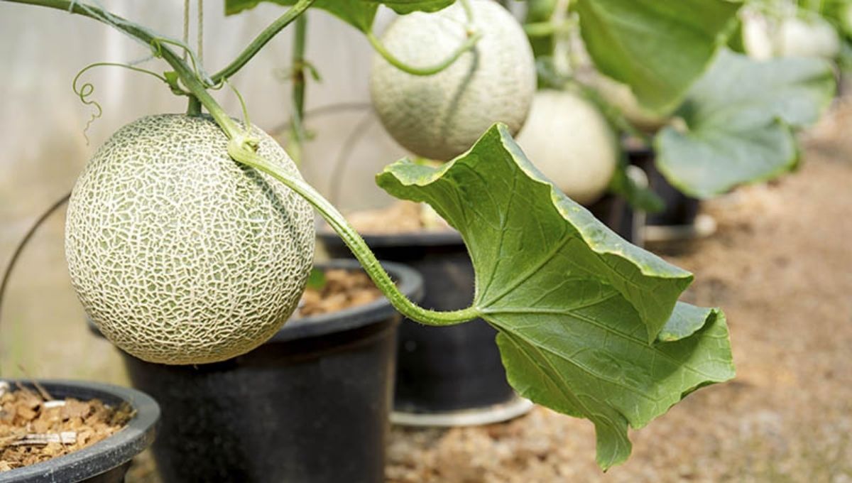 Growing Muskmelon in pots at home