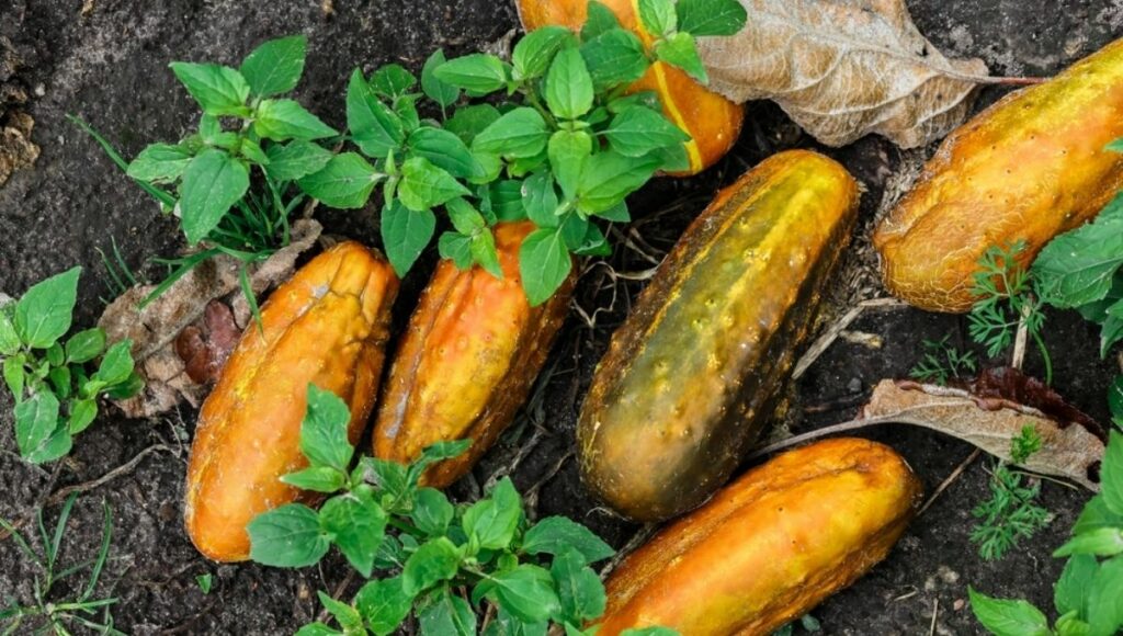 advantages of vitamin a rich orange fleshed northeast cucumber