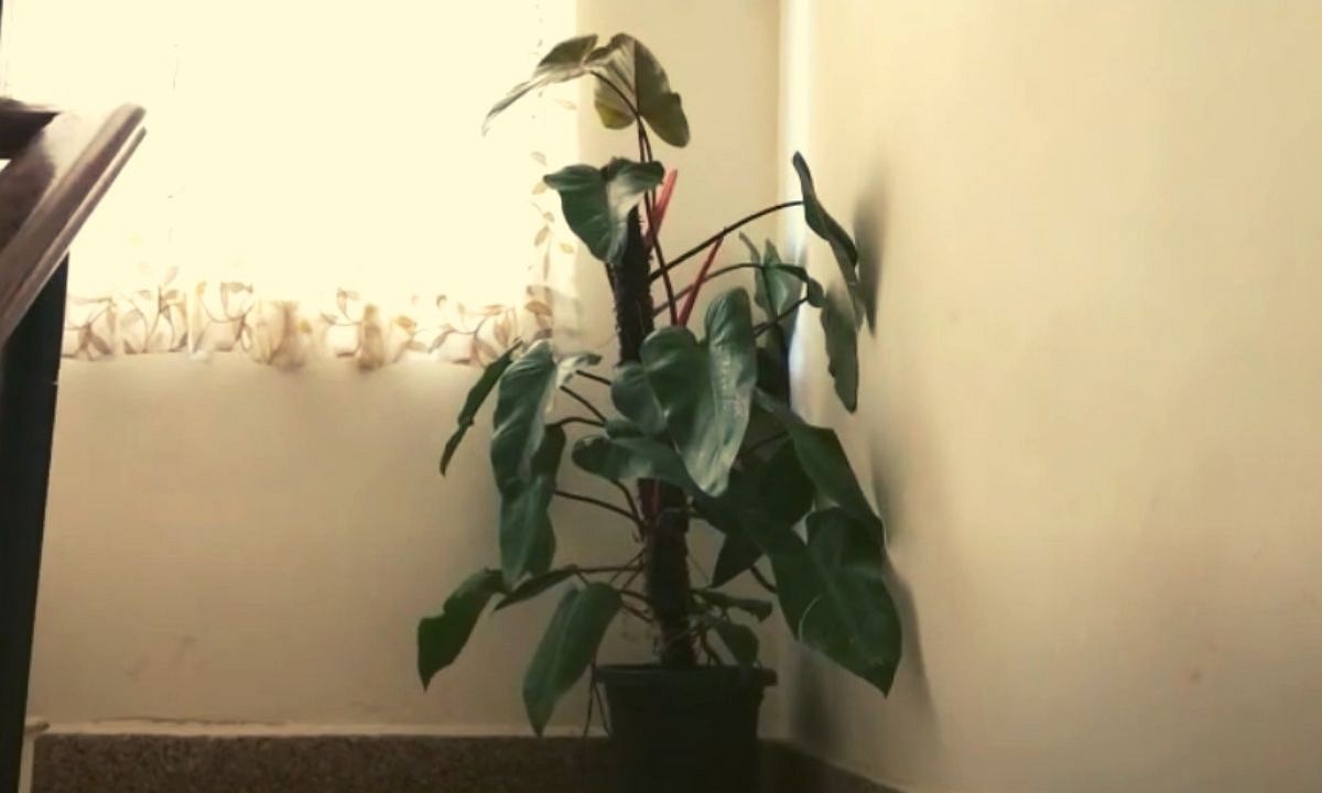 Philodendron, A low light plant