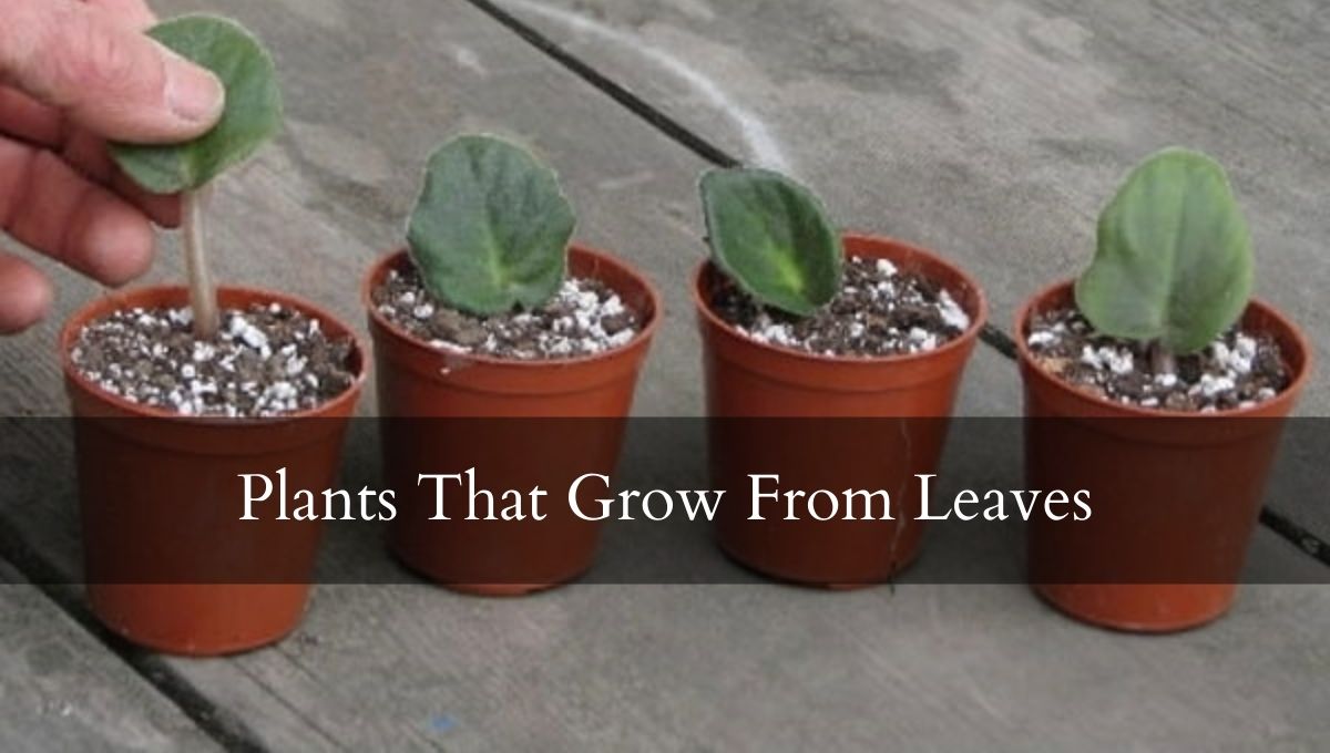 Plants That Grow From Leaves